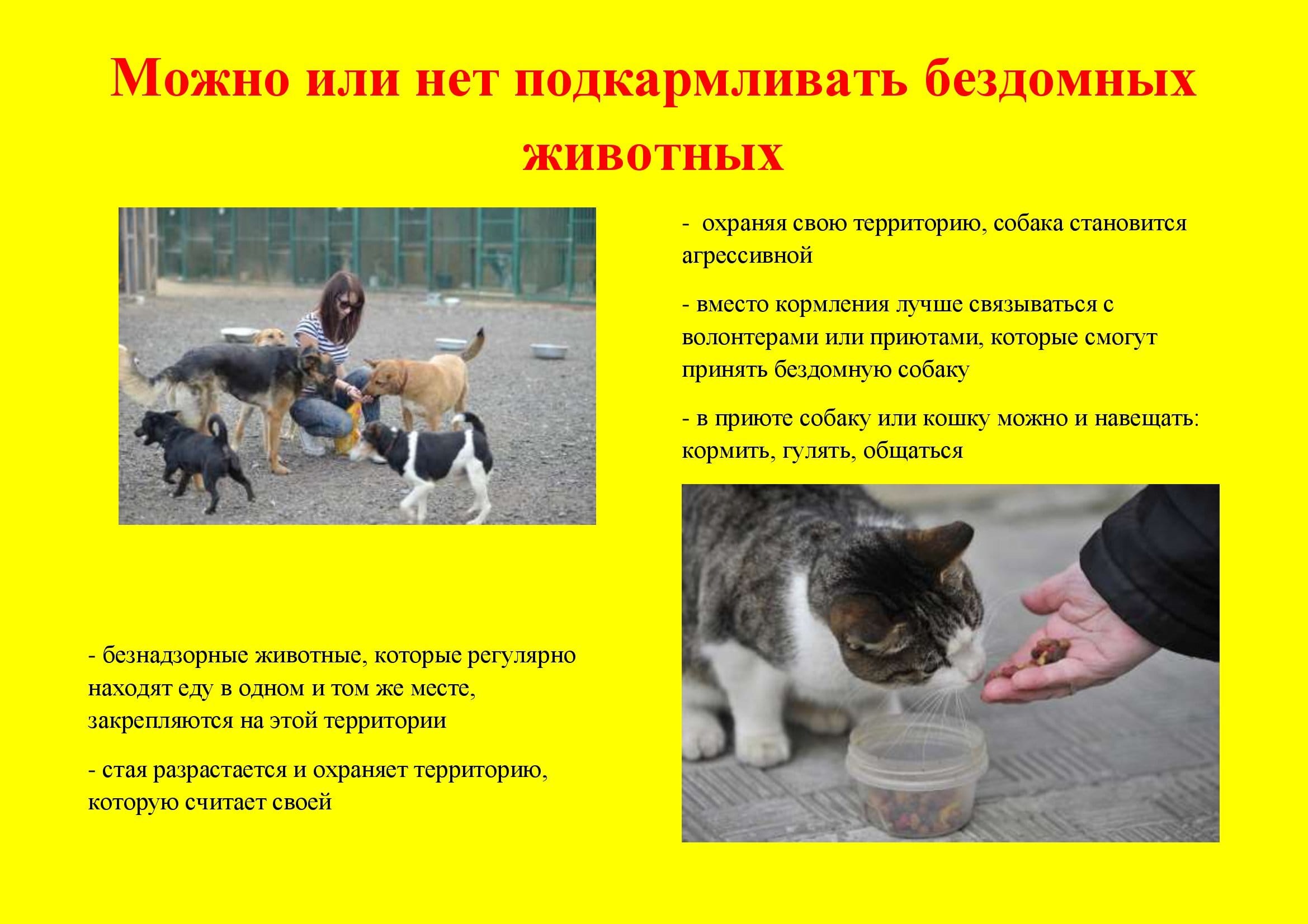 Модельный закон об обращении с животными. Подкармливание бездомных животных. Памятка бездомные животные. Уважаемые владельцы собак и кошек.