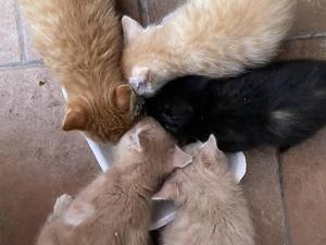 КОт00003.jpg