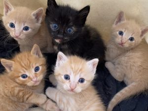 КОт00002.jpg