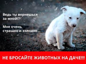 jivotnie_dacha_2.jpg
